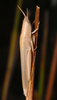 CollectionObject 1574025; 16a0b9e3-9b94-42b8-940e-76ffe60b1dc7: female (Albania, Divjakë-Karavasta NP). (CollectionObject).
