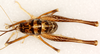 CollectionObject 1499237; 07d5c28e-d50d-45f3-8e0d-a8f79820afec: male, dorsal view (holotyepe). (CollectionObject).