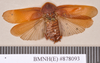 Hyposphaeria aspera (Walker, 1868): Holotype, male, dorsal. BMNH(E)#878093. (Otu).