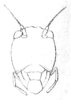 Eurymetopa obesa Redtenbacher, 1891: Pl. III, Fig. 11 a. face. (Otu).