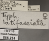 Other on Empoa (Empoa) latifasciata Christian, 1953: Labels. Labels for the specimen used for the dorsal, lateral and face images. (Observation).