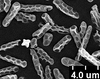 Brochosomes on Dichrophleps Stål, 1869: DP41 | Ecuador, Napo, Prov. Limoncocha | 6/3/1977 | USNM. (Observation).