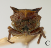 Head: !! display not done !! on Pieltainellus boneti Peláez, 1970: (Observation).