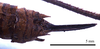 CollectionObject 1532071; fdbcf561-3b7a-40b7-a12a-873c015467af: female tip of abdomen, dorsal view (syntype). (CollectionObject).