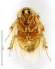 CollectionObject 1587491; MNHN(SF IMPORT DUPLICATE) MNHN-EP-EP748, 8632e389-5677-417f-9f56-c1ba83ae9902: CC BY-NC-ND 4.0/MNHN - Depraetere Marion - 2014. Type, male, of semenovi Chopard, 1929. Specimen number: MNHN-EP-EP748. http://coldb.mnhn.fr/catalognumber/mnhn/ep/ep748. (CollectionObject).