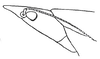 Eucaulopsis truncata Hebard, 1931: Pl. 1, Fig. 10 (after type). lateral outline of male head. (Otu).