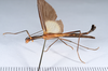 CollectionObject 1560957; 86a6529c-7fa7-4590-a732-d953ee652451: copyright ANSP. female, ventral view (holotype). (CollectionObject).