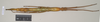 CollectionObject 1563683; 42522c76-f1c1-4487-adb9-b7ade4eb47d4: copyright Natural History Museum, London. female (paratype). (CollectionObject).
