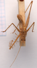 CollectionObject 2060419; CNMS 4278, 74bb7c79-5f7e-4058-986a-a303ce842e1b: male, dorsal view (paratype). (CollectionObject).