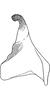 Stylus on Drabescoides nuchalis (Jacobi, 1943): Stylus. (Observation).