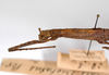 CollectionObject 1559810; b87b6d22-cbb9-4682-9522-e593131d87bb: copyright MNCN, Madrid. male head and thorax: lateral view of synonym Menexenus cristatus (holotype). (CollectionObject).