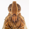 Head: (Observation).