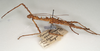 CollectionObject 1559784; 50d09905-a467-45ac-b1cf-41511a082c11: copyright St. Petersburg. female, lateral view (holotype). (CollectionObject).