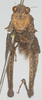 CollectionObject 1576827; 5663a596-0415-46b5-a2c1-6194da90a96d: female, frontal view (syntype). (CollectionObject).