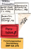 labels (paratype). Depicts CollectionObject 1505444; 571c3218-71ff-40b0-8e82-220eadc6a617, a CollectionObject.