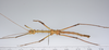 CollectionObject 1579444; cf7c8766-34dd-41a5-91de-53486e1f214a: copyright ZMUH, Hamburg. male, ventral view (syntype). (CollectionObject).