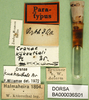 CollectionObject 1567411; c9a769f5-f6ff-4235-ae93-03d9b5b00823: labels (syntype). (CollectionObject).