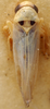 Habitus, dorsal view on Cubnara Dworakowska, 1979: Habitus (paratype of C. compacta Sohi & Mann, USNM collection). (Observation).