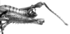 CollectionObject 1524818; 3700c52e-640c-400e-999d-05e38bd23156: male abdomen end, lateral view (lectotype). (CollectionObject).