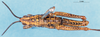 CollectionObject 1507061; 17b25eb7-544e-4ede-8d32-fe1233f0ccbe: male, dorsal view (holotype of Monistria mastax). (CollectionObject).