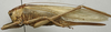 CollectionObject 1535130; 9ee3ed8b-2a5a-487e-8c6d-944c529e648b: female, lateral view (holotype). (CollectionObject).