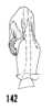 Aedeagus, dorsal view on Oecleus productus Metcalf, 1923: (Observation).