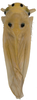 Habitus, dorsal view on Cassianeura cassiae (Ahmed, 1970): (Observation).