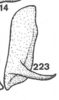 Other on Anisostylus fulgidus (Ball, 1937): (Observation).