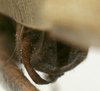 CollectionObject 1566243; d84bdfc8-14f9-476f-b8c4-2a5bb07ced55: male cerci (paratype). (CollectionObject).