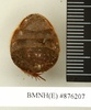 Hemelytroblatta (Mollidentoblatta) ebneri (Chopard, 1929): Copyright Natural History Museum, London. Syntype (adult female) in BM(NH). Dorsal view. (Otu).