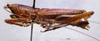 CollectionObject 1503287; MBBJ 3224154, 2bd0fb8b-515a-4bd8-8603-ca5d25a06b2b: male, lateral view. (CollectionObject).