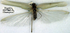 CollectionObject 1520726; 654ceaa3-2425-4f02-a926-c02a6aae7d86: male, dorsal view (syntype). (CollectionObject).