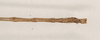 CollectionObject 1561065; NHMUK(SF IMPORT DUPLICATE) 844547, ec084b81-db80-4f71-a812-29f808de63c5: copyright Natural History Museum, London. male: end of abdomen, dorsal view (holotype). (CollectionObject).