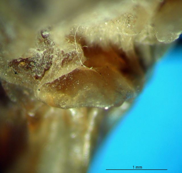 female subgenital plate (holotype). Depicts CollectionObject 1500624; 15ae2a16-85cf-47bf-8bb9-4f60997c8ce5, a CollectionObject.