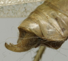 CollectionObject 1535184; e535f063-f051-4db8-8c7c-18303590c3ba: male cerci (syntype). (CollectionObject).