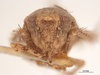 Head: !! display not done !! on Excultanus incurvatus (Osborn & Lathrop, 1923): (Observation).