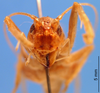 CollectionObject 1505251; b21d9754-0e2d-4f72-ad49-f7756d8c5db4: female, frontal view (holotype). (CollectionObject).