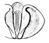 Pachyossa signata Rehn, 1913: Fig. 9. aedeagus, caudal view. (Otu).