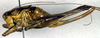 CollectionObject 1502391; 6d5cff1b-04b8-4489-9272-e3b005763b04: female, lateral view. (CollectionObject).