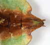 CollectionObject 1583623; Depo SF.DepoID 3768, Coll RC 17-015, fb9245b4-2cae-41eb-822a-8d701478cea6: copyright Montreal Insectarium Coll. female: end of abdomen, ventral view (holotype). (CollectionObject).