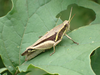 FieldOccurrence 220; afdfb5d1-9be3-40d5-844b-e3e028703e4d; Tanzania
easterns slopes Mount Kilimanjaro, 2019/11/30: female. (FieldOccurrence).
