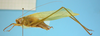 CollectionObject 1542907; DEES MZLQ-I0092', 17874234-cdc3-409d-8863-e44ab1924bd8: male, body lateral view (syntype of Ctenophorema balneare). (CollectionObject).