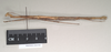 CollectionObject 1557251; c8103a57-5463-4533-a7a5-53285f3c857f, NHMUK(SF IMPORT DUPLICATE) 844584: copyright Natural History Museum, London. Lonchodes nigropunctatus female, lateral view (holotype). (CollectionObject).