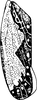 Forewing: !! display not done !! on Platymetopius (Platymetopius) henribauti Dlabola, 1961: Forewing. (Observation).