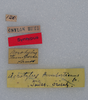 CollectionObject 1506324; b4ffb6f6-6295-483f-907e-6c174f4e8c0a: labels (syntype). (CollectionObject).