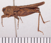 CollectionObject 1572358; 10b21892-d391-4419-b9ba-c6d40ad5de46: female, lateral view (syntype). (CollectionObject).