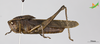 CollectionObject 2283093; 93bd8b18-375f-4b19-817f-707af38235fc, Unioeste Cascavel K-1228: Male, lateral view. (CollectionObject).