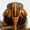 Head: !! display not done !! on Sogatella molina (Fennah, 1963): (Observation).