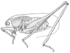 Pl. II, Fig. 5 (type). male (body length 19.5-23.5 mm). Depicts Idionotus tehachapi Hebard, 1934, an Otu.