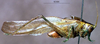 Eppioides malaya Hebard, 1922: male, lateral view. (Otu).